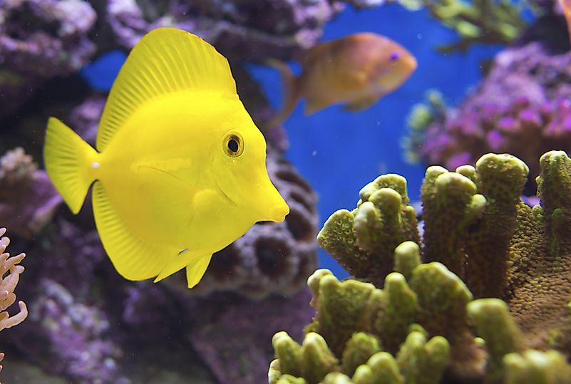 #11 Yellow Tang