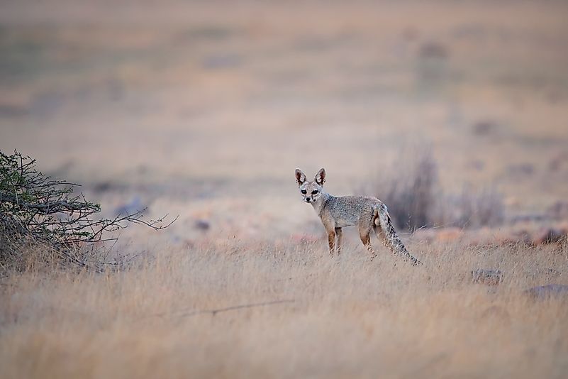 #2 Bengal Fox