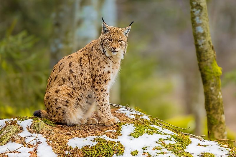 #2 Eurasian Lynx