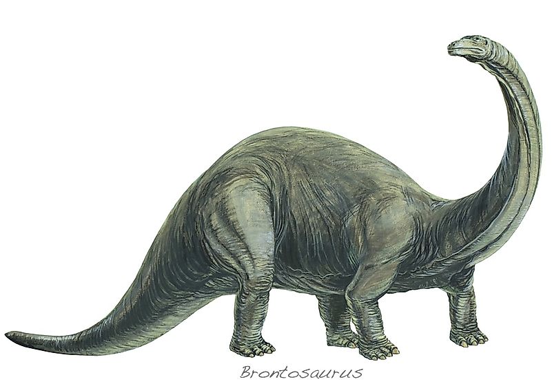A 3D rendering of a brontosaurus. A 3D rendering of a brontosaurus.