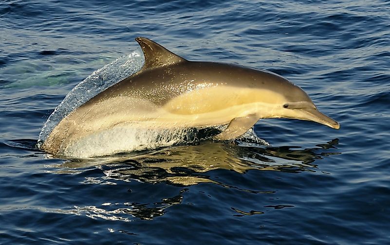 A white-beaked dolphin. A white-beaked dolphin.