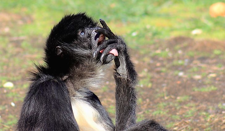 #4 White-bellied spider monkey