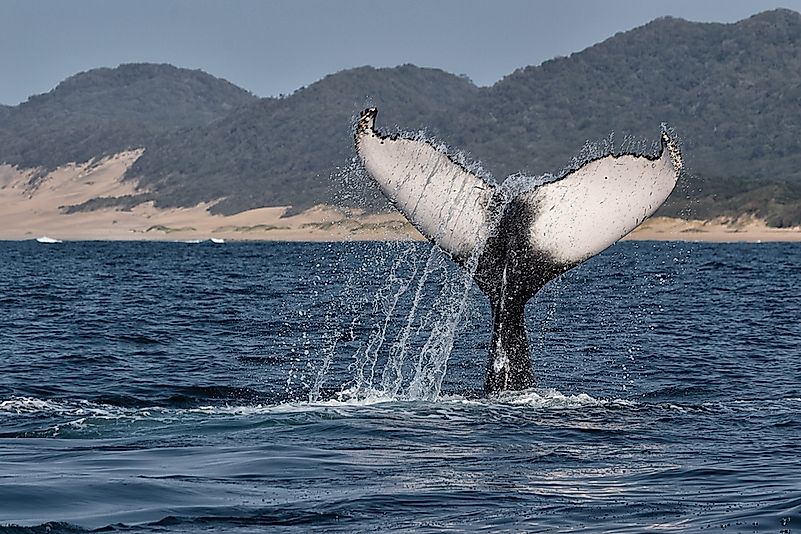 A humpback whale in South Africa. A humpback whale in South Africa.