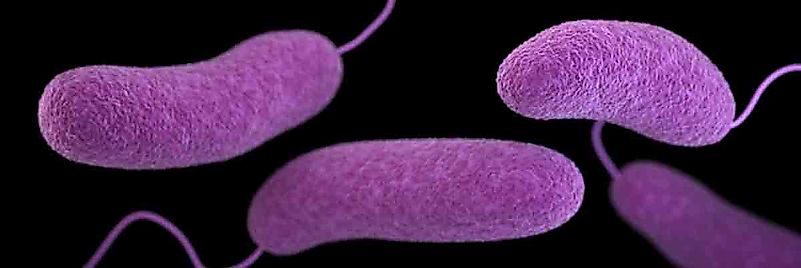 Be sure to cook seafood properly to avoid contracting Vibriosis. Image credit: www.cdc.gov