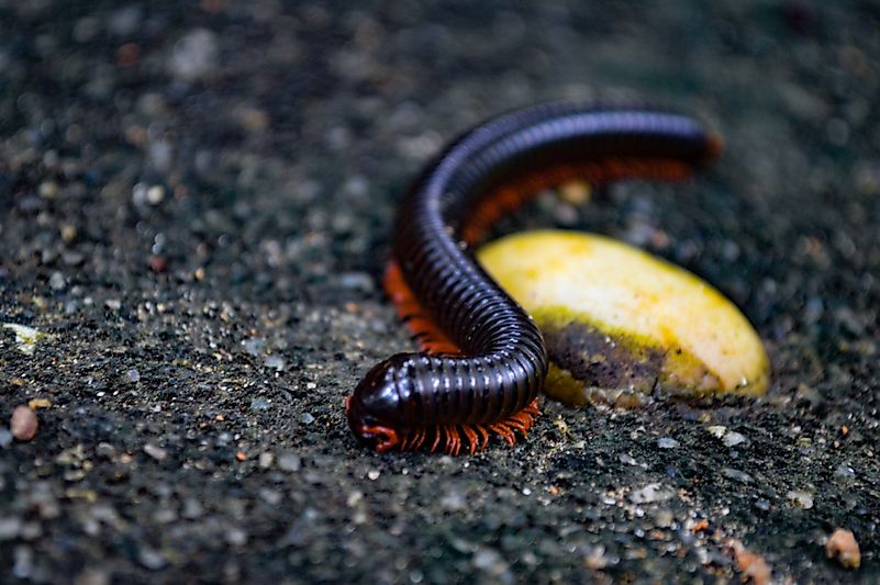#2 Millipede