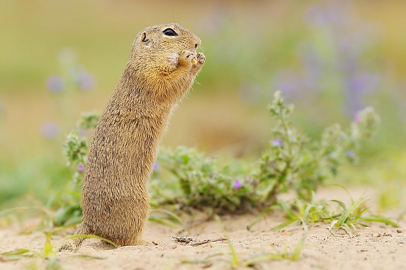#9 European ground squirrel