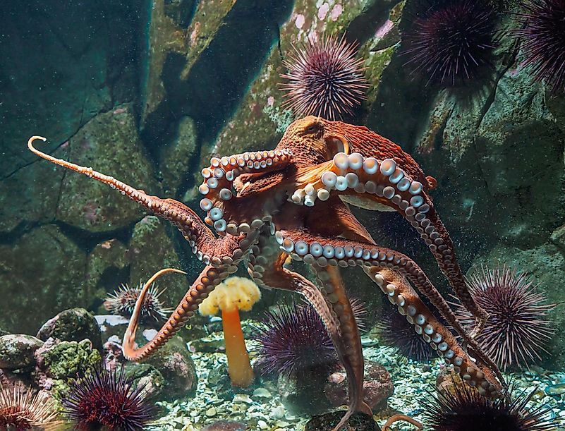 This was recently discovered, but it seems like octopuses can actually make simple tools out of shells and coconuts. This was recently discovered, but it seems like octopuses can actually make simple tools out of shells and coconuts.