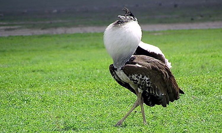 #6 Kori Bustard -