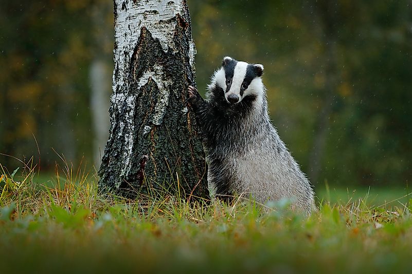 #2 Badger