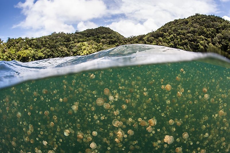 #10 Jellyfish Lake, Palau