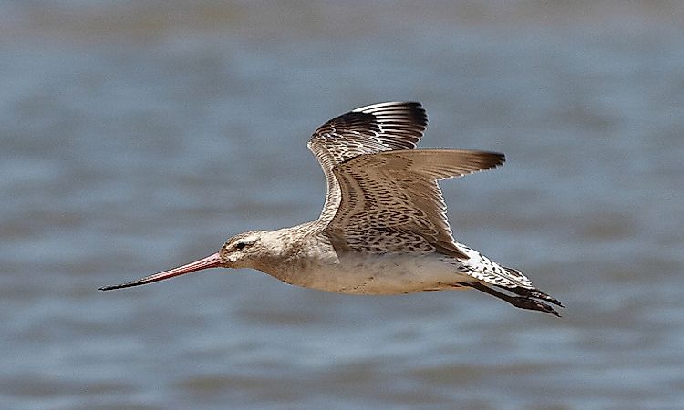 #9 Bar-tailed godwit - 20,000 feet