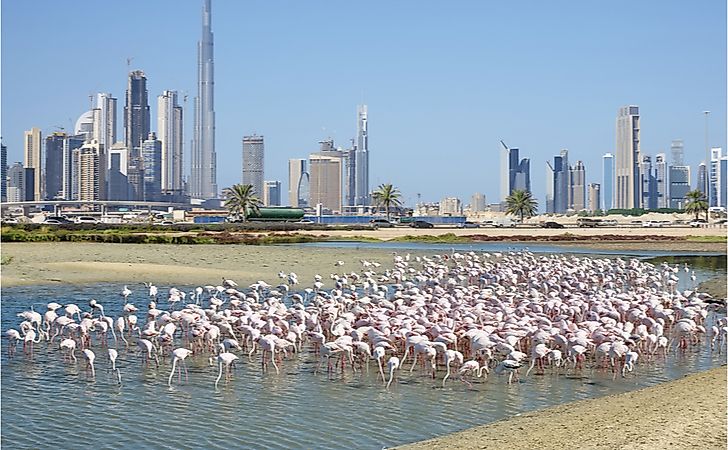 #5 Khor Dubai -
