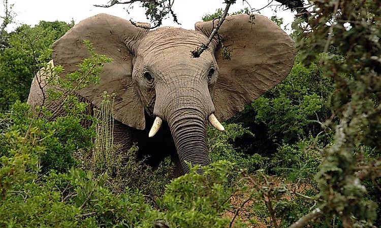#6 Forest Elephant -