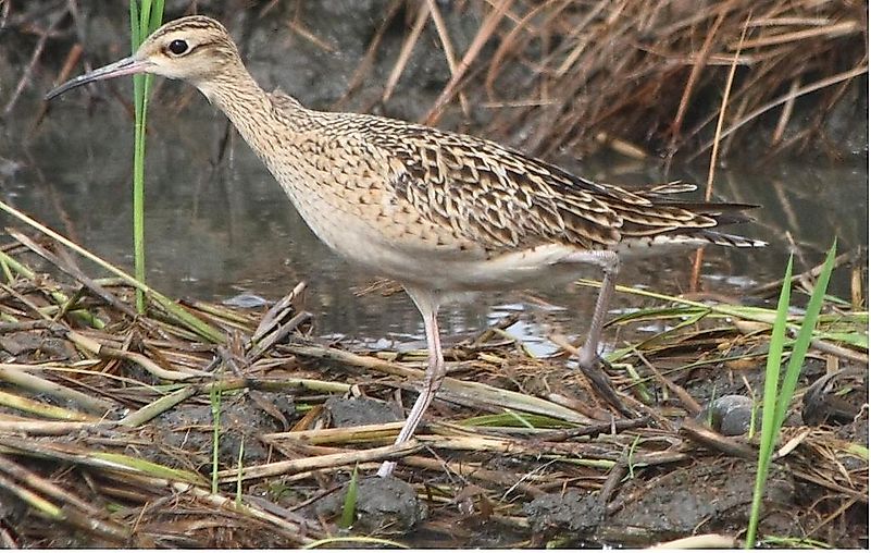 #3 Little curlew