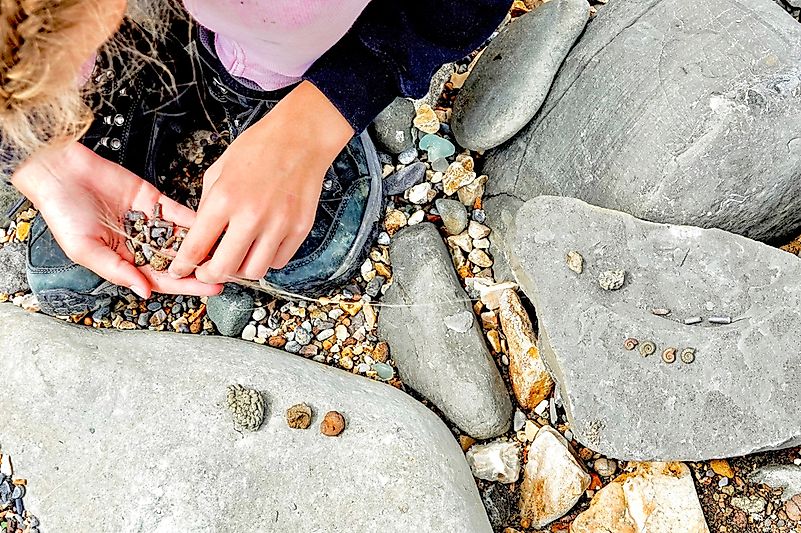 Fossil hunting.