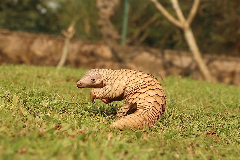 Pangolin Pangolin
