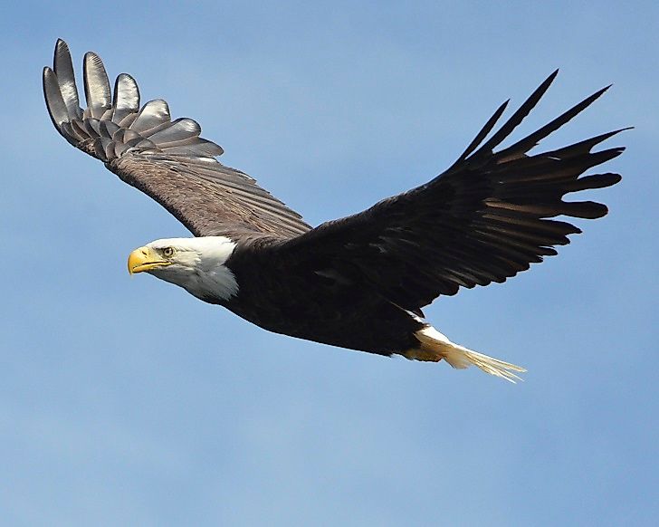 #1 Bald Eagle