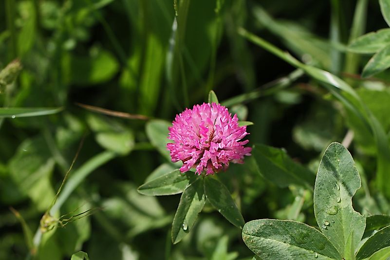Clover Clover