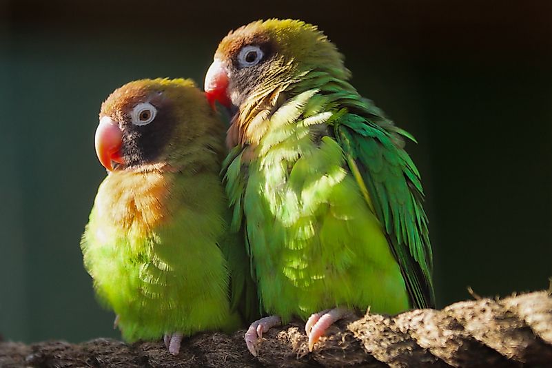 #5 Black-cheeked Lovebird