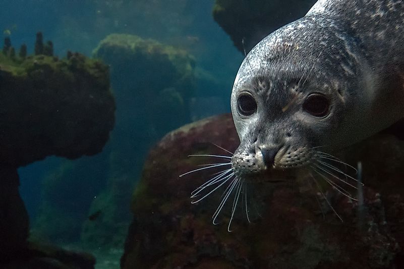 #17 Mediterranean monk seal