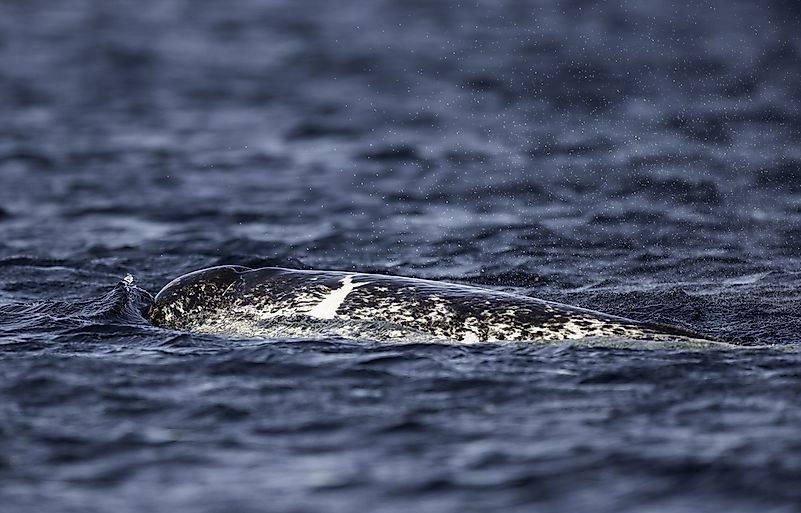 #6 Narwhal