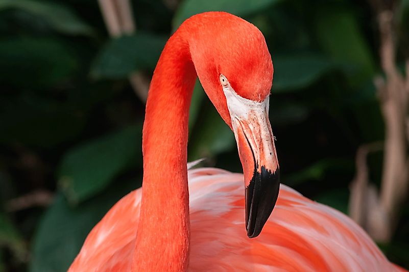 #6 American Flamingo