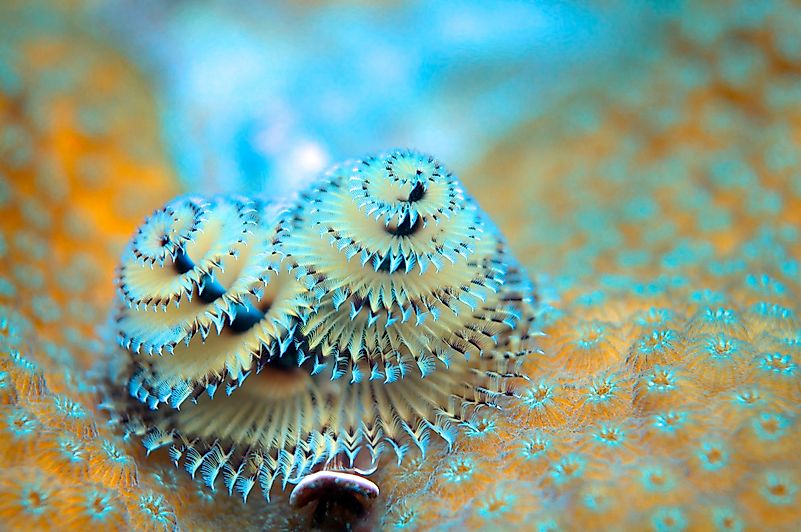 #5 Christmas tree worm