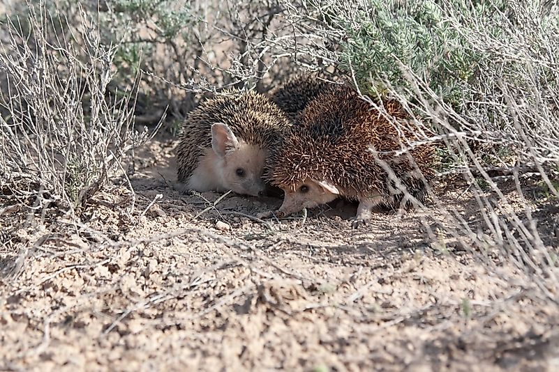 #8 Long-eared hedgehog