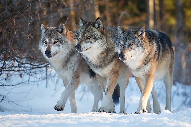 Wolves Wolves
