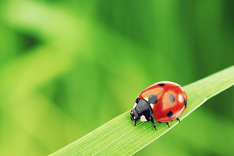 #1 Ladybugs, Austria