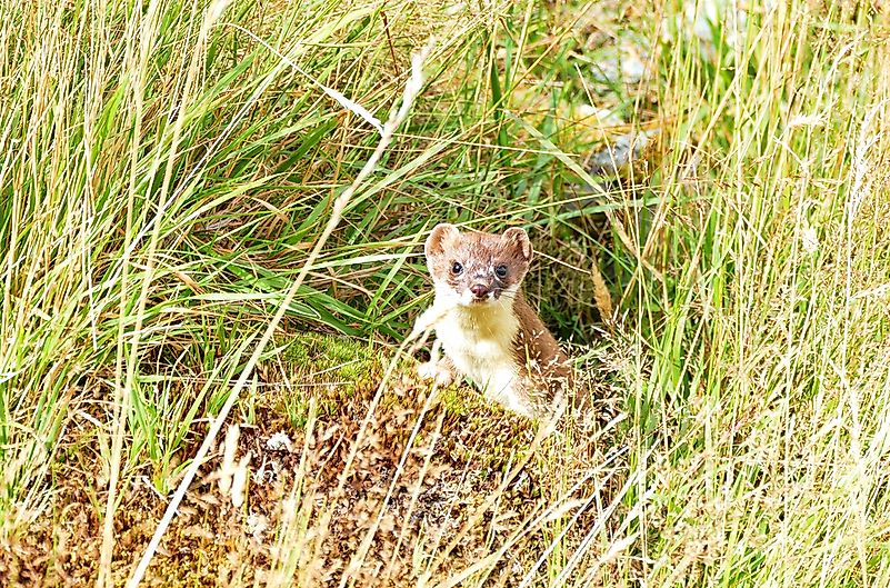 #8 Short-tailed Weasels (Mustela erminea)