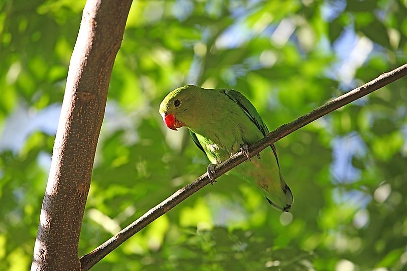 #2 Black-winged Lovebird