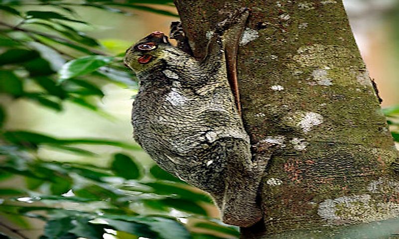 #11 Flying Lemur -