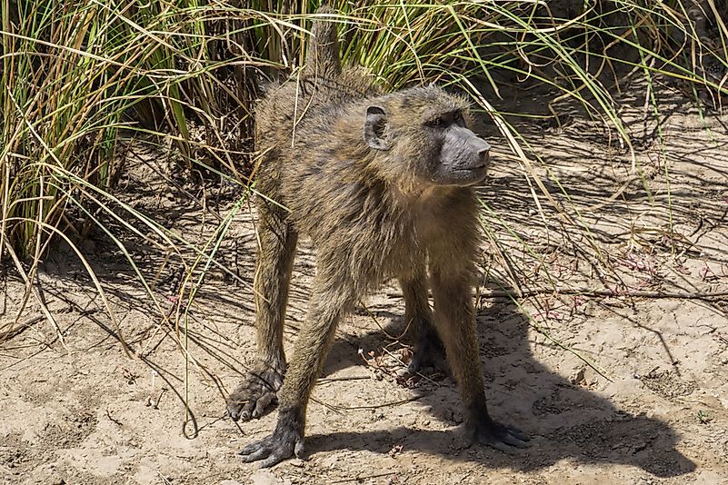 A baboon in W National Park, Burkina Faso. A baboon in W National Park, Burkina Faso.