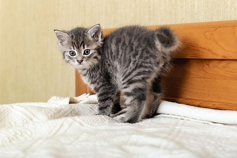 Apparently, he was only looking for his kitten. Apparently, he was only looking for his kitten.