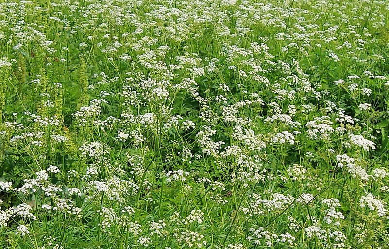 Water hemlock. Water hemlock.