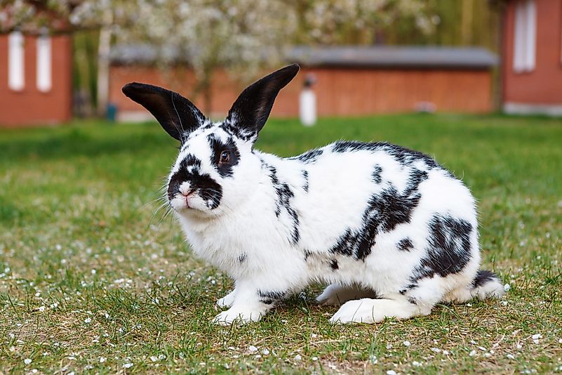 In 1726, Miss Toft informed her neighbor that she was a victim of a sexual assault and that the perpetrator was a rabbit. In 1726, Miss Toft informed her neighbor that she was a victim of a sexual assault and that the perpetrator was a rabbit.