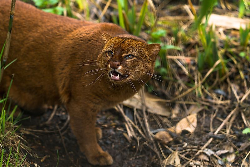 #3 Jaguarundi