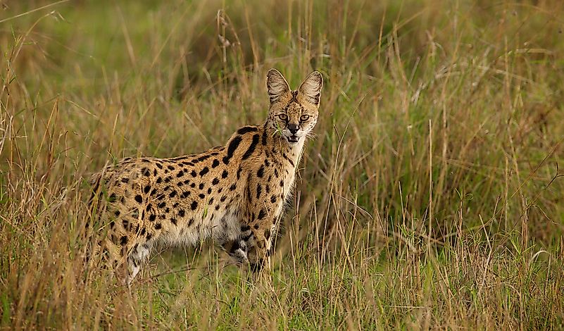 #3 Serval