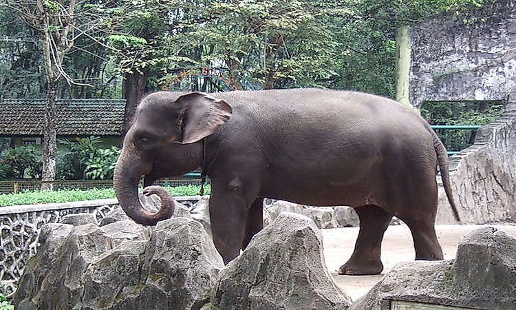 #2 Sumatran elephant -