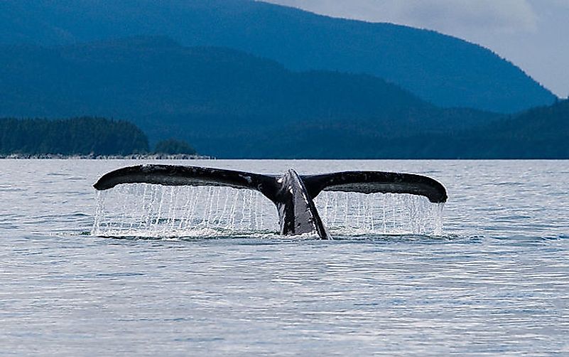 #9 Whales