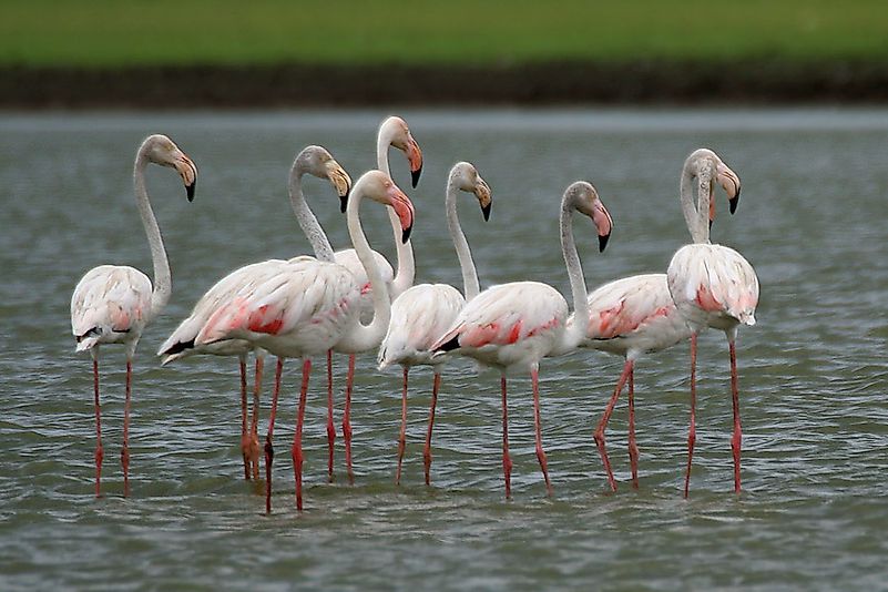 #1 Greater Flamingo