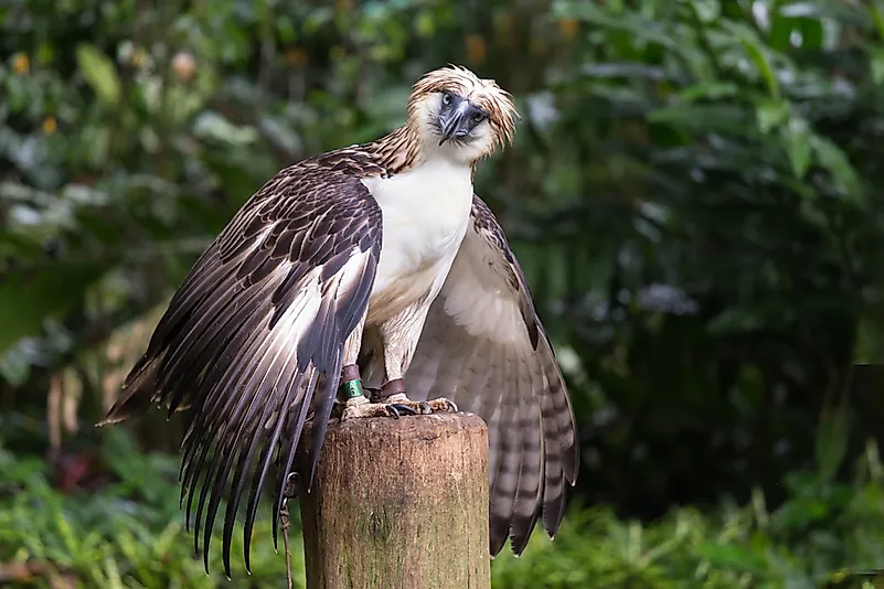 # 6 Águia das Filipinas, 220 cm (86,6 polegadas)  