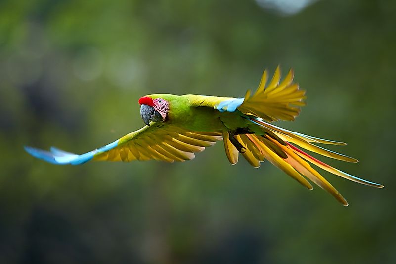 #8 Great Green Macaw