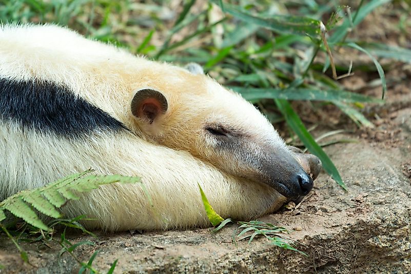 The lesser anteater may look like an extremely cute animal, and it may act like one as well, but it sure as hell does not smell cute. The lesser anteater may look like an extremely cute animal, and it may act like one as well, but it sure as hell does not smell cute.