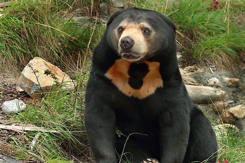 #7 Malayan Sun Bear - 176 lb