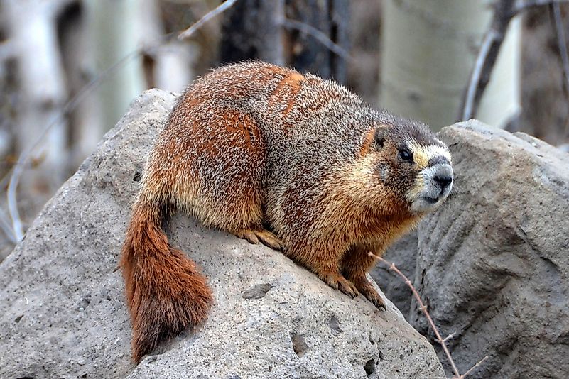 #10 Vancouver Marmot