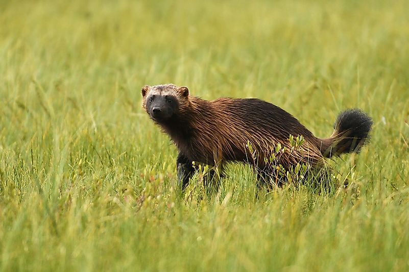 #5 Wolverine