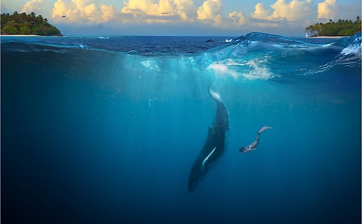 Humpback Whale underwater girl diving in tropical water. Humpback Whale underwater girl diving in tropical water.