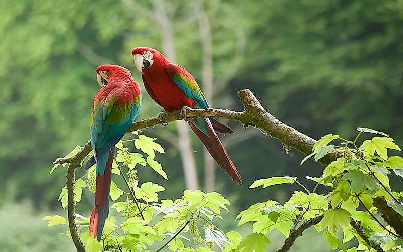 #10 Green-Winged Macaw